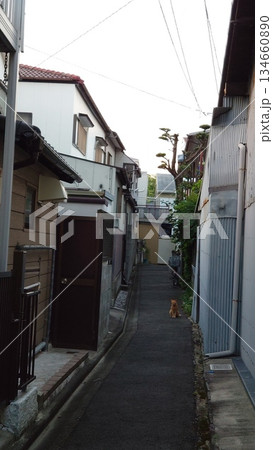 路地裏の野良猫 路地裏の野良猫 134660890