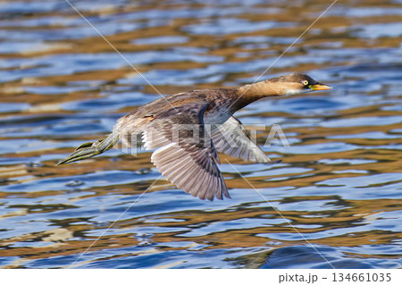 水面の上を飛ぶカイツブリ 134661035