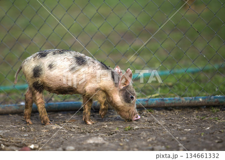 Small young funny dirty pink and black pig piglet standing outdoors on sunny farmyard. Sow farming, natural food production. Small young funny dirty pink and black pig piglet standing outdoors on sunny farmyard. Sow farming, natural food production. 134661332