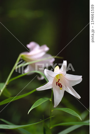 里山のササユリ 里山のササユリ 134661589