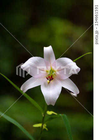 里山のササユリ 里山のササユリ 134661591