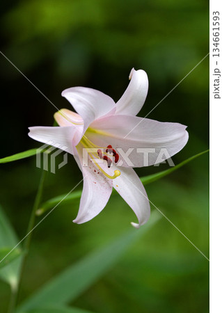 里山のササユリ 134661593