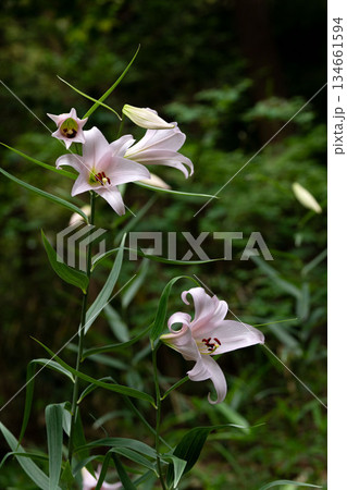 里山のササユリ 134661594