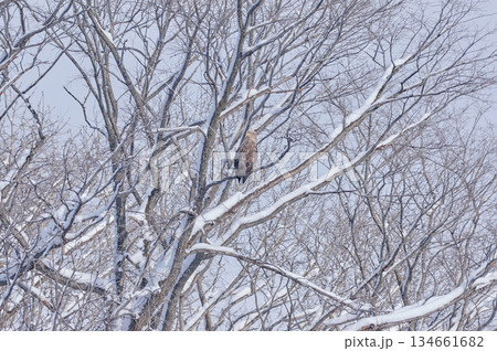 オジロワシ　冬　雪 134661682