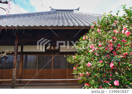 京都　地蔵院（椿寺）五色八重散椿（京都府京都市北区） 134661687