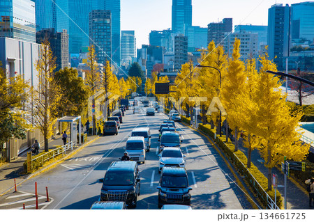 黄色に色づいたイチョウ並木のファイヤー通り【秋イメージ】 134661725