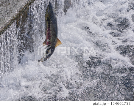 サケ　遡上　跳ねる 134661752