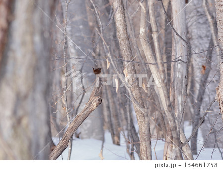 ミソサザイ　冬 134661758