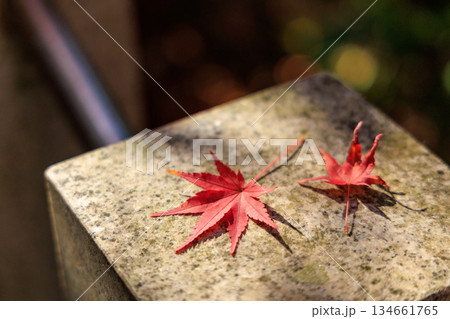 石の上に落ちた赤いもみじの落ち葉（犬山・寂光院の秋） 134661765