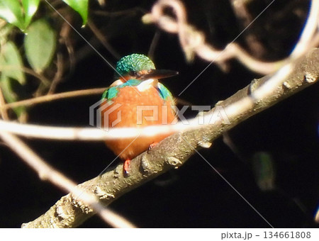 カワセミ 134661808