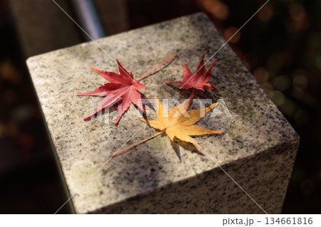 石の上に並んだ赤と黄色のもみじの落ち葉(寂光院の秋) 石の上に並んだ赤と黄色のもみじの落ち葉(寂光院の秋) 134661816