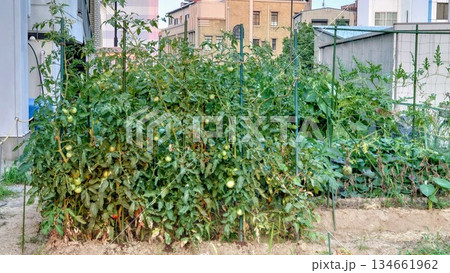 家庭菜園 家庭菜園 134661962