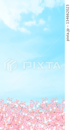 桜 春 風景 背景 桜 春 風景 背景 134662023