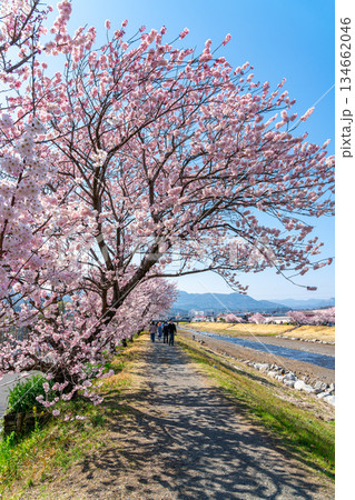 【神奈川県】南足柄市の春木径に咲く春めき桜 【神奈川県】南足柄市の春木径に咲く春めき桜 134662046