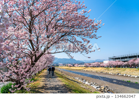 【神奈川県】南足柄市の春木径に咲く春めき桜 【神奈川県】南足柄市の春木径に咲く春めき桜 134662047