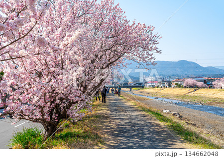 【神奈川県】南足柄市の春木径に咲く春めき桜 134662048