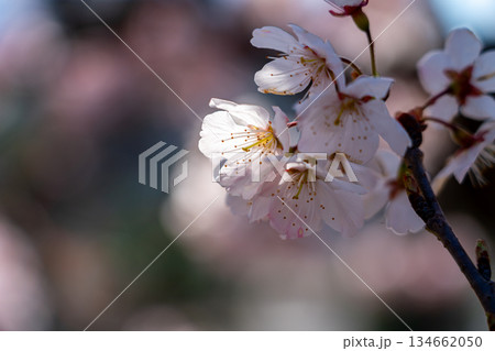 【神奈川県】南足柄市の春木径に咲く春めき桜 【神奈川県】南足柄市の春木径に咲く春めき桜 134662050