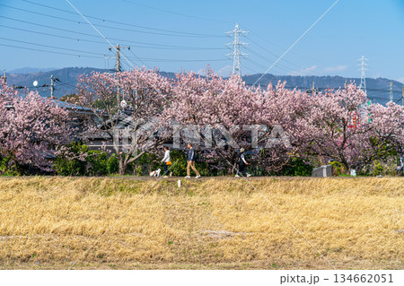 【神奈川県】南足柄市の春木径に咲く春めき桜 134662051