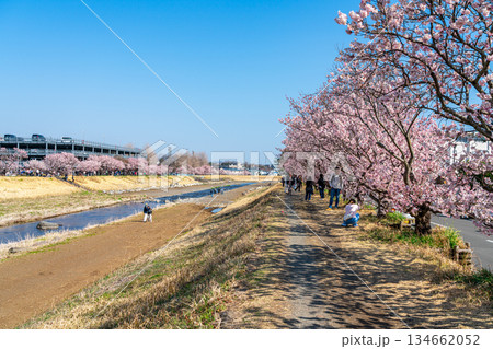 【神奈川県】南足柄市の春木径に咲く春めき桜 134662052