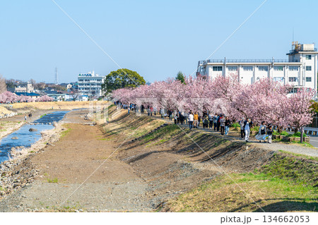 【神奈川県】南足柄市の春木径に咲く春めき桜 【神奈川県】南足柄市の春木径に咲く春めき桜 134662053