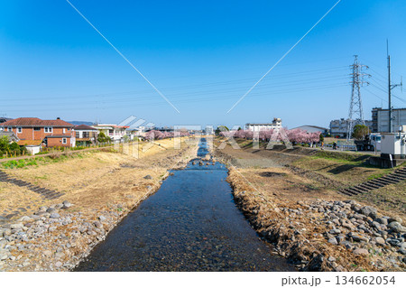 【神奈川県】南足柄市の狩川と春木径に咲く春めき桜 134662054