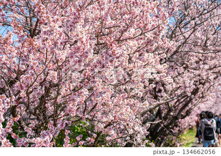 【神奈川県】南足柄市の春木径に咲く春めき桜 134662056