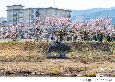 【神奈川県】南足柄市の春木径に咲く春めき桜 【神奈川県】南足柄市の春木径に咲く春めき桜 134662058