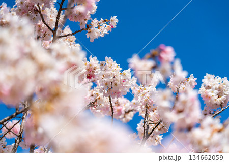 【神奈川県】南足柄市の春木径に咲く春めき桜 【神奈川県】南足柄市の春木径に咲く春めき桜 134662059