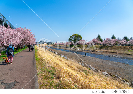 【神奈川県】南足柄市の春木径に咲く春めき桜 【神奈川県】南足柄市の春木径に咲く春めき桜 134662060