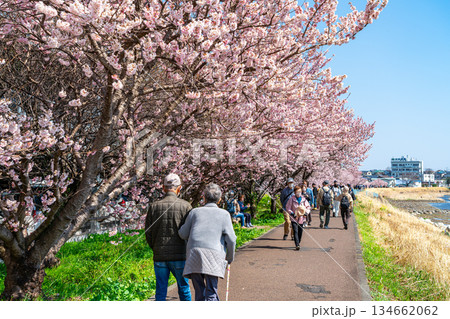 【神奈川県】南足柄市の春木径に咲く春めき桜 134662062