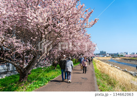 【神奈川県】南足柄市の春木径に咲く春めき桜 134662063