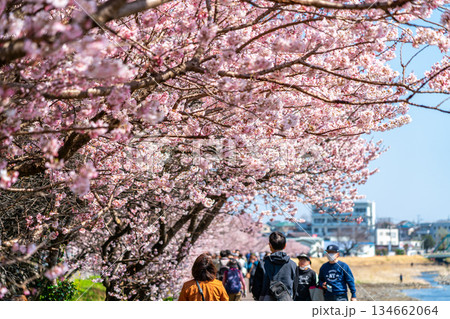 【神奈川県】南足柄市の春木径に咲く春めき桜 【神奈川県】南足柄市の春木径に咲く春めき桜 134662064