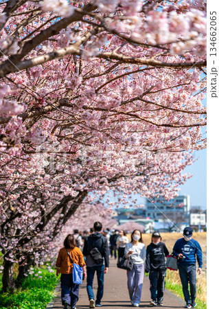 【神奈川県】南足柄市の春木径に咲く春めき桜 【神奈川県】南足柄市の春木径に咲く春めき桜 134662065