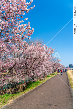 【神奈川県】南足柄市の春木径に咲く春めき桜 【神奈川県】南足柄市の春木径に咲く春めき桜 134662069