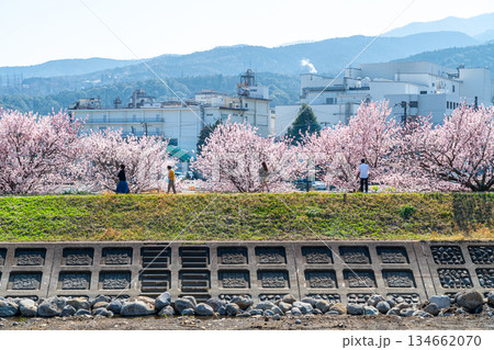 【神奈川県】南足柄市の春木径に咲く春めき桜 134662070