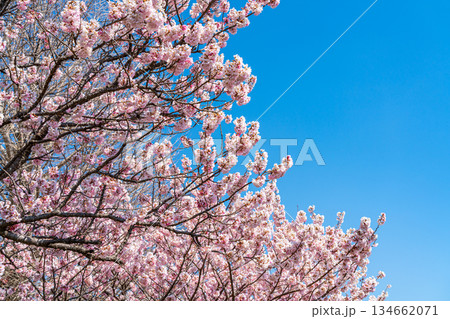 【神奈川県】南足柄市の春木径に咲く春めき桜 【神奈川県】南足柄市の春木径に咲く春めき桜 134662071