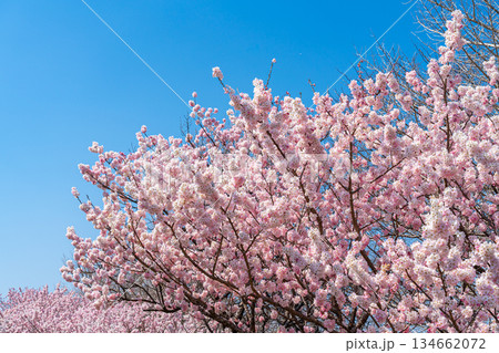 【神奈川県】南足柄市の春木径に咲く春めき桜 【神奈川県】南足柄市の春木径に咲く春めき桜 134662072