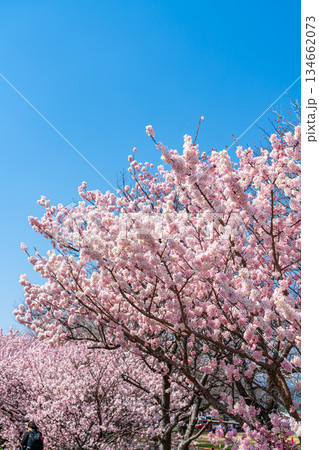 【神奈川県】南足柄市の春木径に咲く春めき桜 134662073