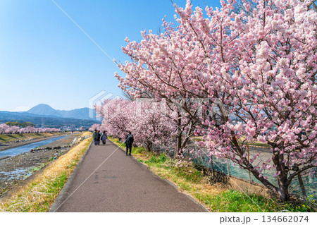 【神奈川県】南足柄市の春木径に咲く春めき桜 134662074
