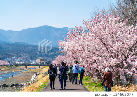 【神奈川県】南足柄市の春木径に咲く春めき桜 134662077