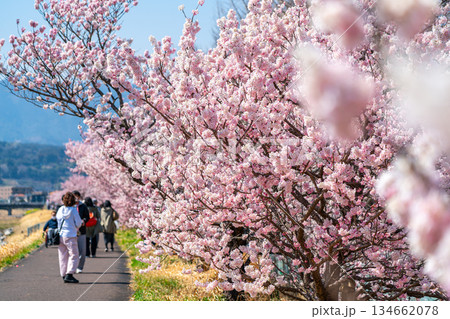 【神奈川県】南足柄市の春木径に咲く春めき桜 134662078