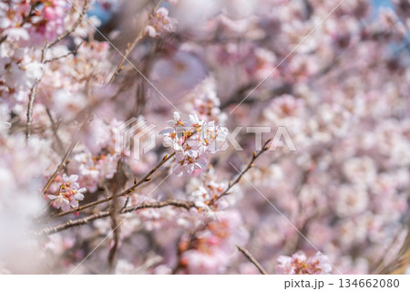 【神奈川県】南足柄市の春木径に咲く春めき桜 134662080