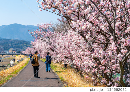 【神奈川県】南足柄市の春木径に咲く春めき桜 134662082