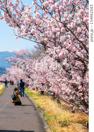 【神奈川県】南足柄市の春木径に咲く春めき桜 【神奈川県】南足柄市の春木径に咲く春めき桜 134662083