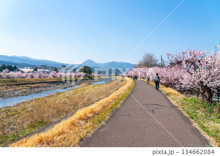 【神奈川県】南足柄市の春木径に咲く春めき桜 134662084