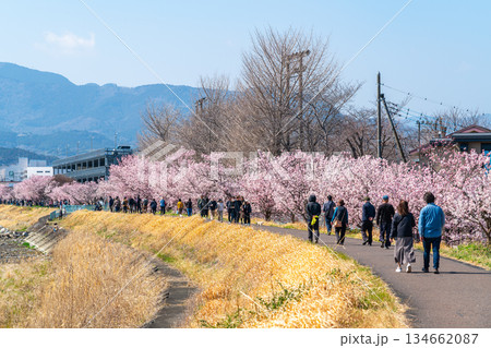 【神奈川県】南足柄市の春木径に咲く春めき桜 134662087