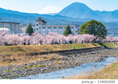 【神奈川県】南足柄市の春木径に咲く春めき桜 134662088