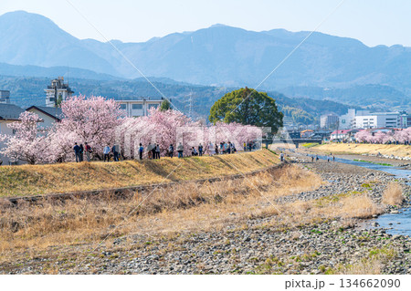 【神奈川県】南足柄市の春木径に咲く春めき桜 134662090