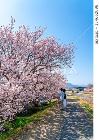 【神奈川県】南足柄市の春木径に咲く春めき桜 134662096