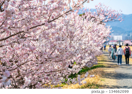 【神奈川県】南足柄市の春木径に咲く春めき桜 【神奈川県】南足柄市の春木径に咲く春めき桜 134662099